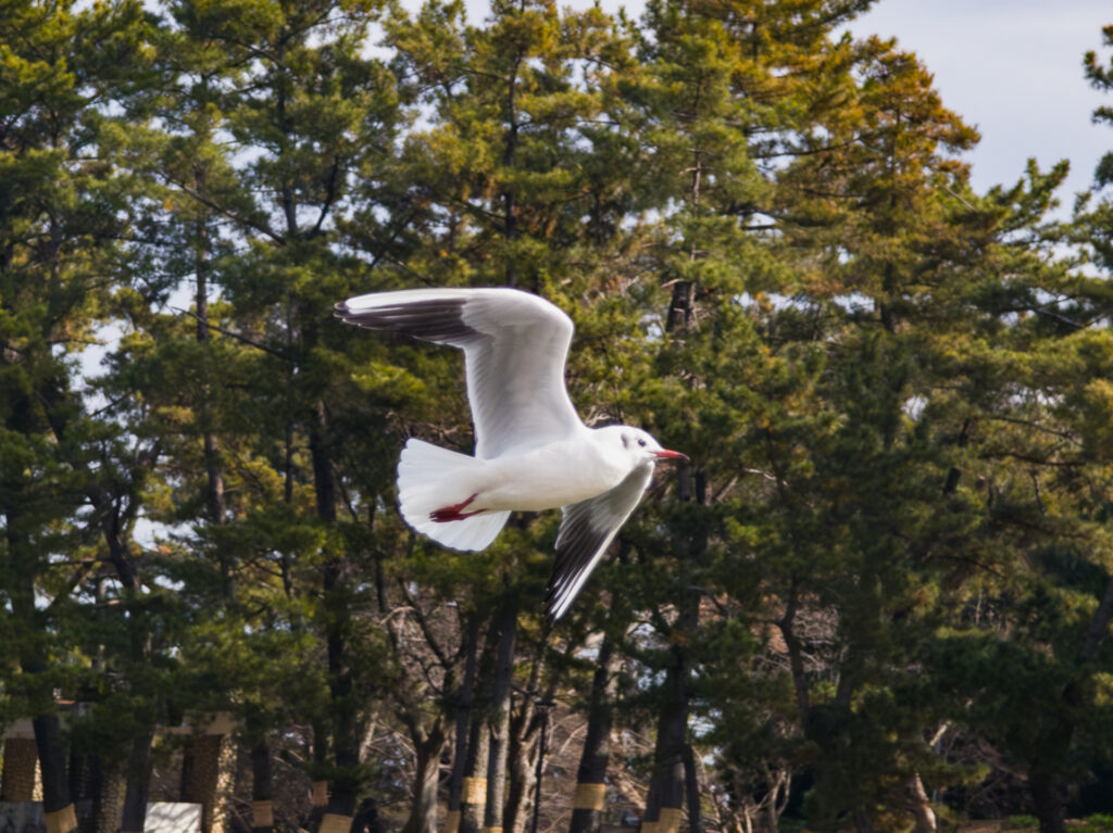 津島市 天王川公園 ユリカモメ