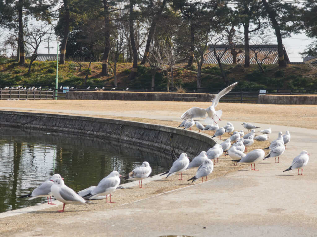 ～ 撮影記録 愛知県津島市 天王川公園 ～ vol.2