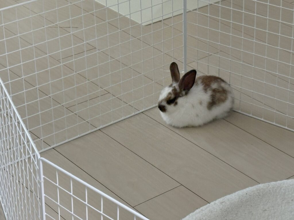 新メンバー加入 新メンバー加入