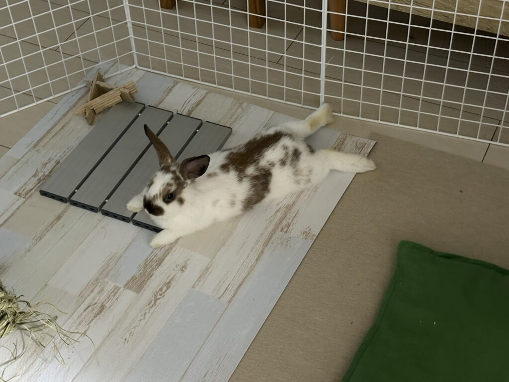 新メンバー加入 新メンバー加入