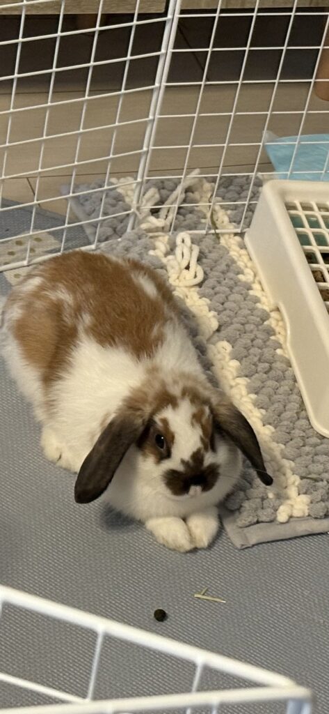 最近のラテさん🐰 最近のラテさん🐰