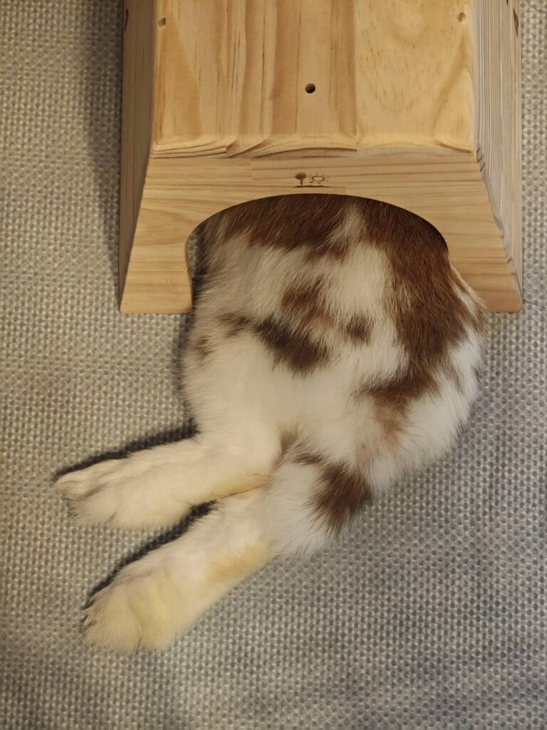 最近のラテさん🐰 最近のラテさん🐰