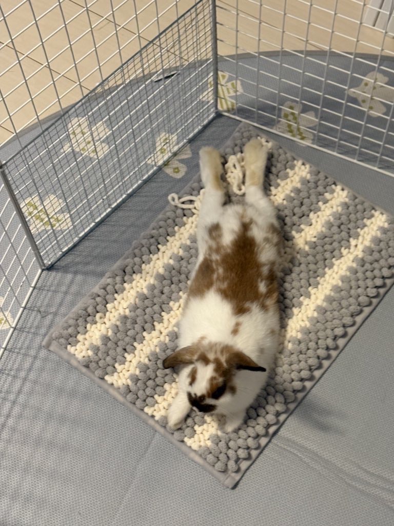 最近のラテさん🐰 最近のラテさん🐰
