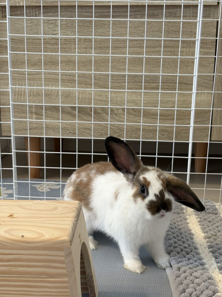 最近のラテさん🐰 最近のラテさん🐰