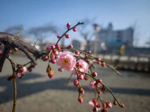 2026年2月 セキュリティアップデート完了しました。 2026年2月 セキュリティアップデート完了しました。