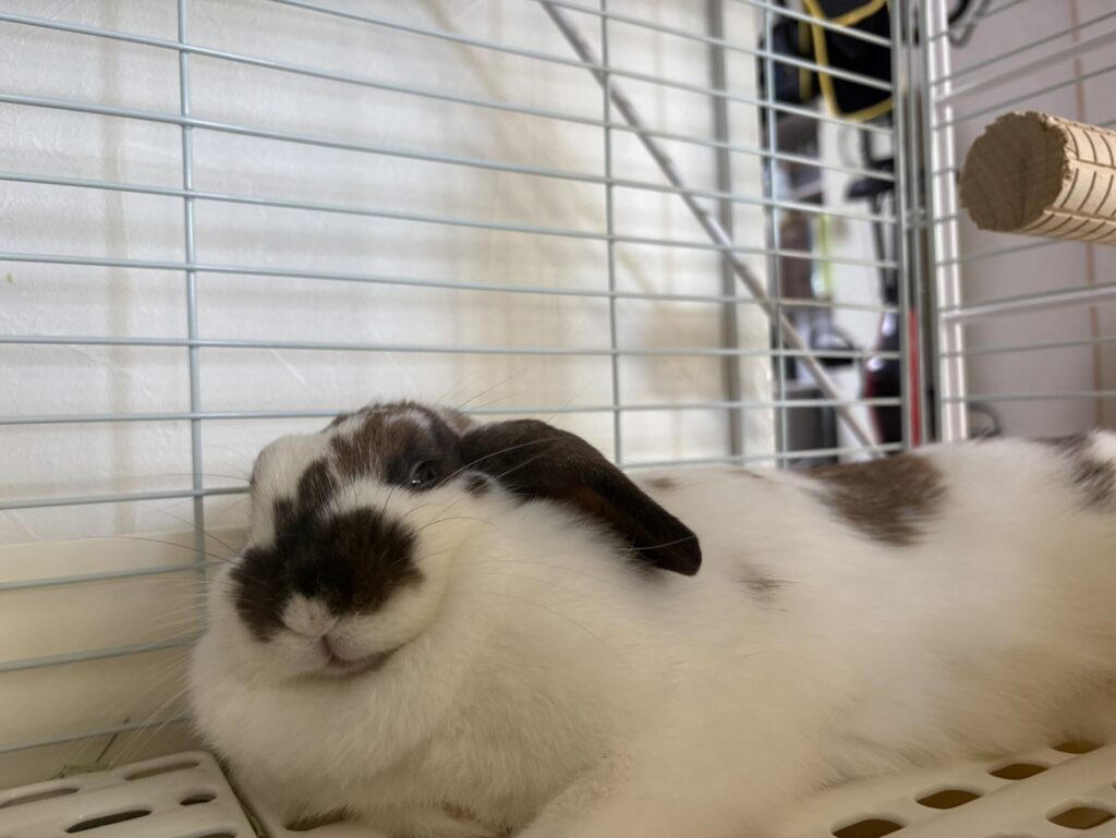 最近のラテさん