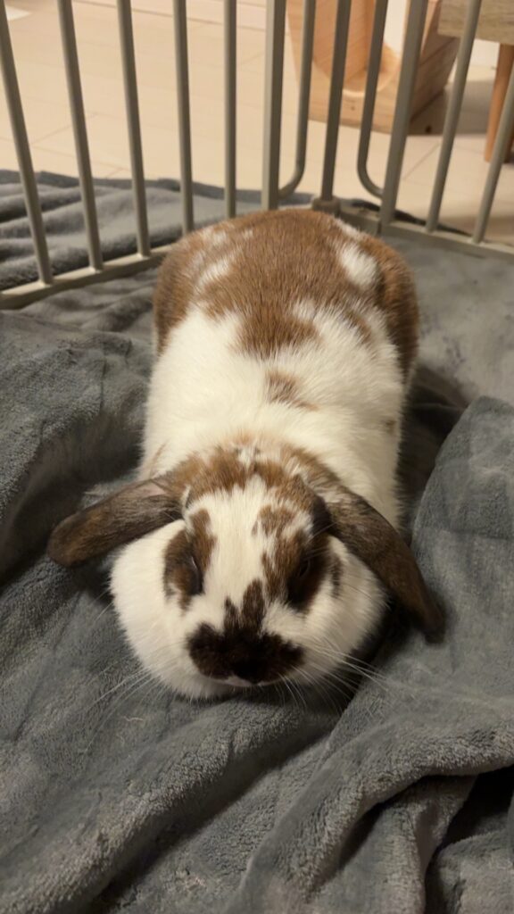 最近のラテさん