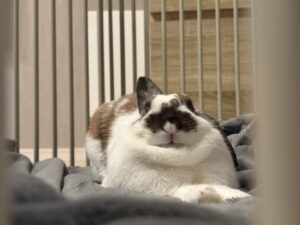 最近のラテさん 最近のラテさん