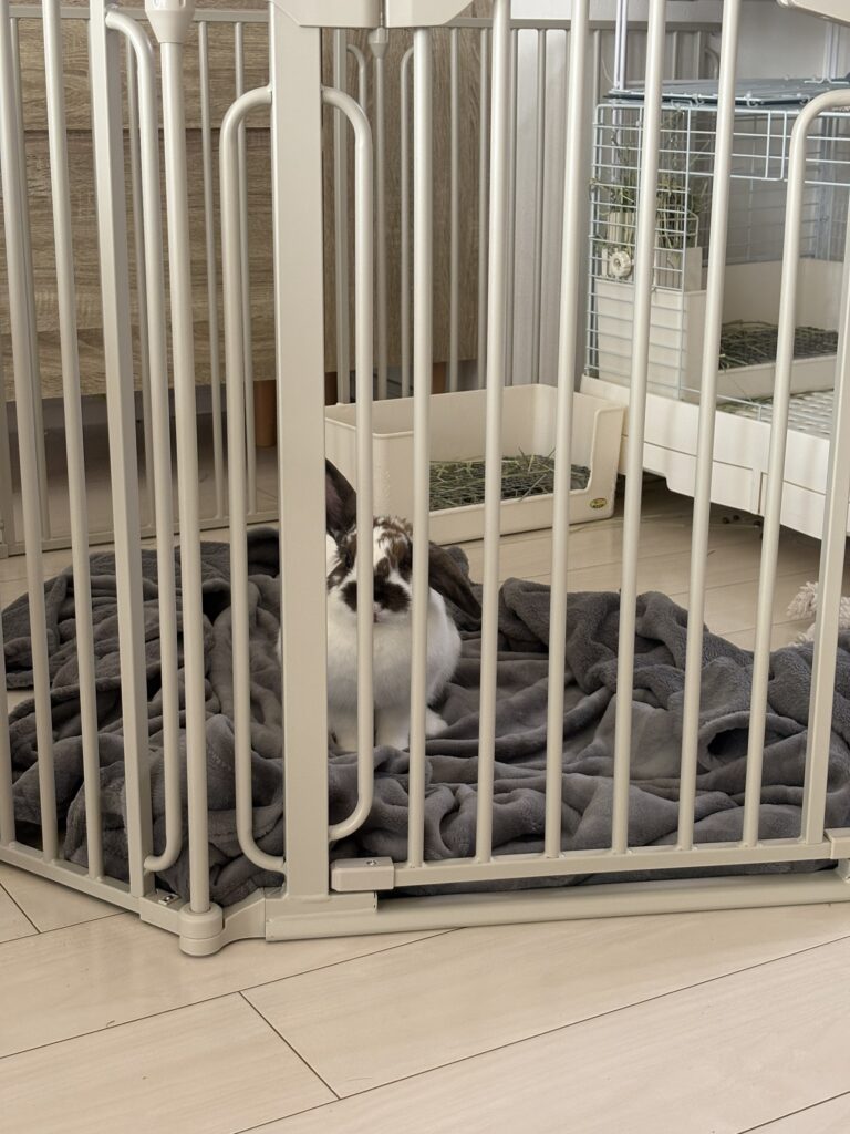 最近のラテさん