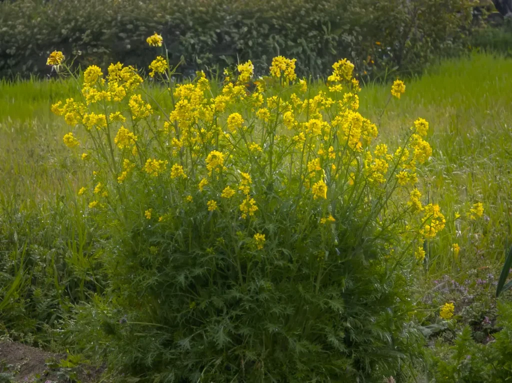 2026年3月 セキュリティアップデート完了しました。