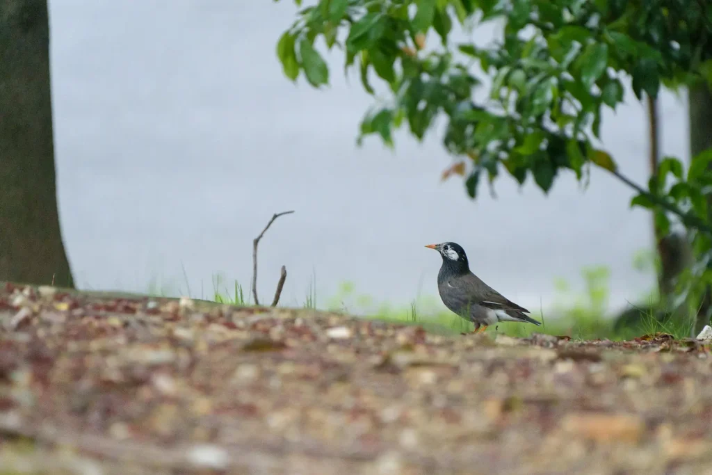 稲沢公園のムクドリ